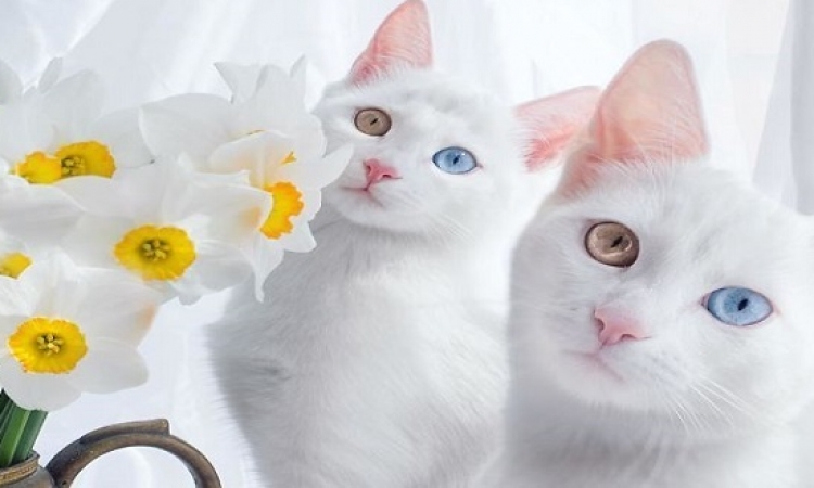 بالصور .. أجمل توأم قطط فى العالم .. لأ وعينيهم ملونة  !!