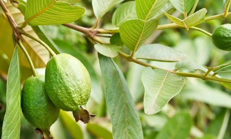 4 فوائد لأوراق الجوافة.. أهمها التخسيس وعلاج الإسهال