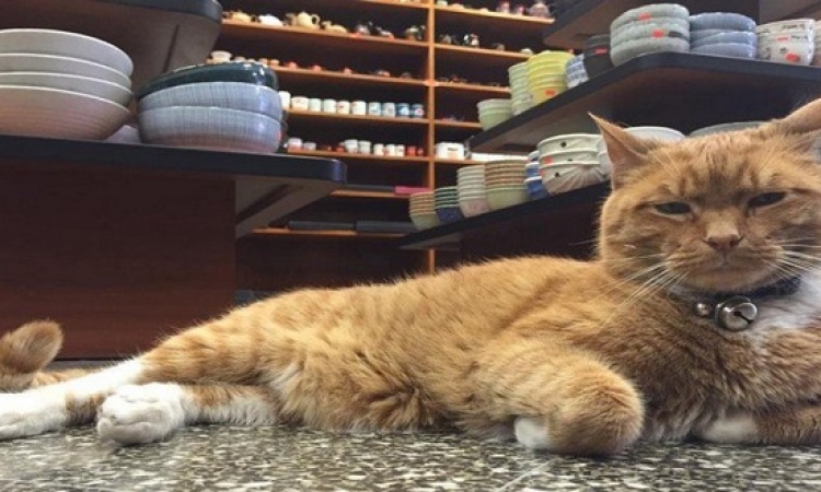 بالصور .. قصة القط «بوبو» الموظف فى متجر بنيويورك