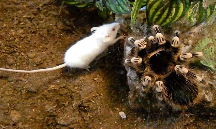 فيديو مذهل لعنكبوت ضخم يقتل فأر ويتحرك به !!