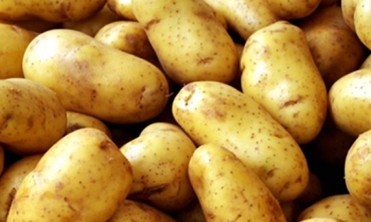 اخيراً .. روسيا تخفف الحظر على واردات البطاطس المصرية