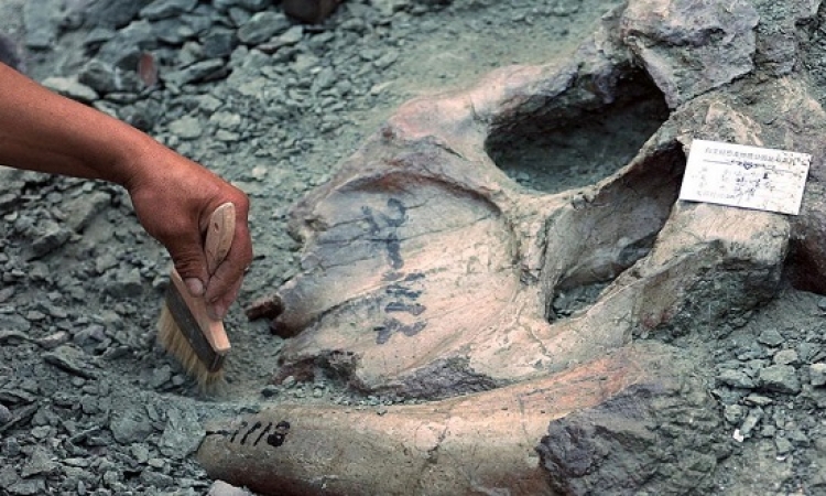 حفريات تكشف عن ديناصور وديع بلا أسنان