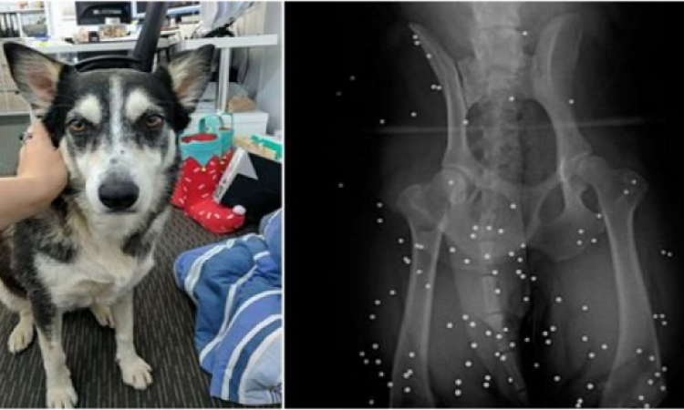 بالفيديو.. أشعة سينية تكشف عن أجسام غريبة فى جسد كلب
