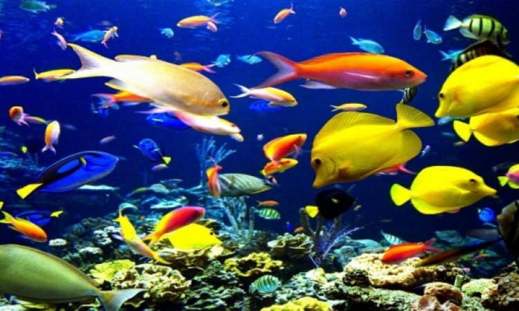خبراء يسجلون “غناء الأسماك” تحت الماء