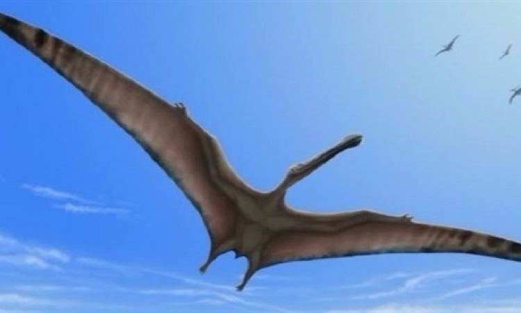 كيف نجت الديناصورات الطائرة من الانقراض ؟