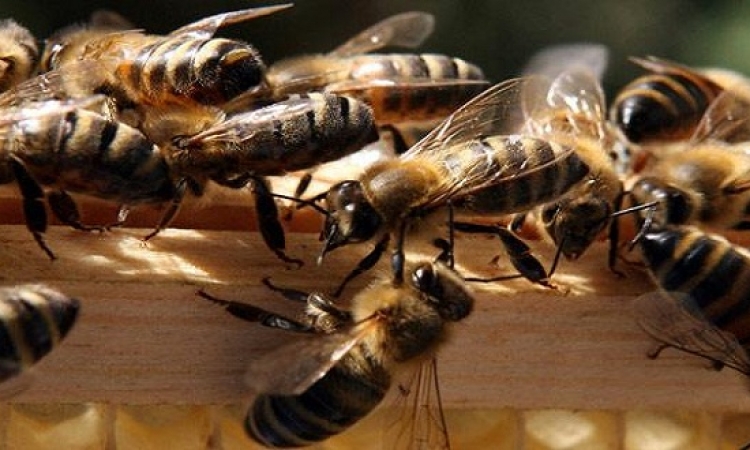 أسراب ضخمة من النحل تهاجم مواطنين بالسودان وتقتل أحدهم