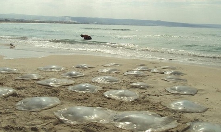 البيئة : مجموعة عمل لدراسة انتشار قناديل البحر على السواحل المصرية