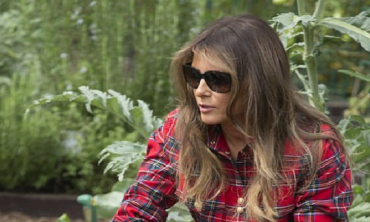 بالصور.. ميلانيا تستكمل زراعة بستان ميشيل أوباما بالبيت الأبيض