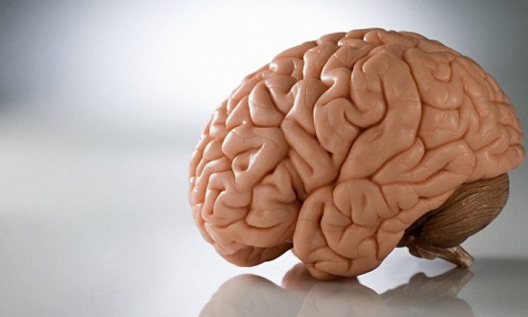 علماء يكتشفون “أنابيب” فى الدماغ تخلصه من السموم