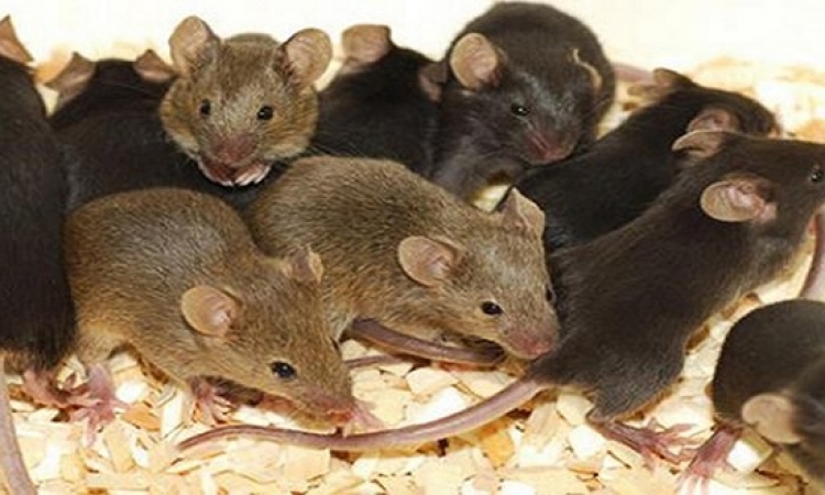 مفاجأة .. الفئران بريئة من نشر وباء الطاعون