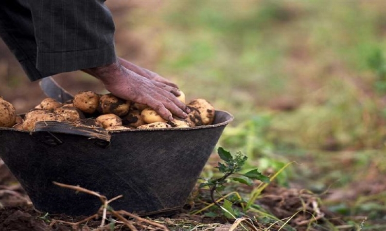 إجراءات وزارة الزراعة لزيادة محصول البطاطس