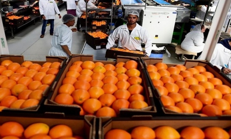 السعودية تصدر ضوابط استيراد الفواكه والخضروات من مصر