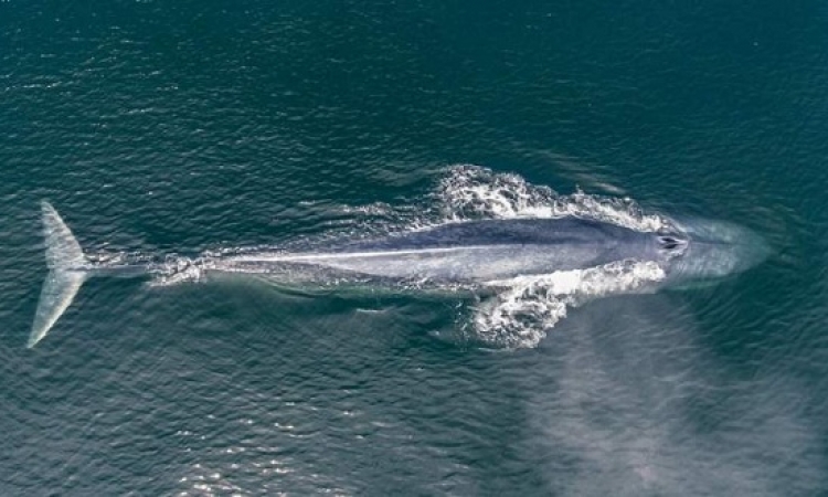 10 معلومات لا تعرفها عنه.. الحوت الأزرق يغزو البحر الأحمر بمصر