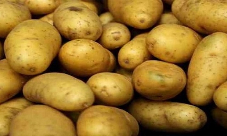 روسيا ترفع الحظر عن البطاطس المصرية وبدء التصدير الأربعاء المقبل