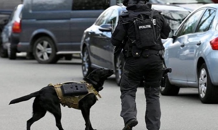 “لابرادور” بسترة واقية.. كلاب الشرطة الهولندية تلفت الأنظار
