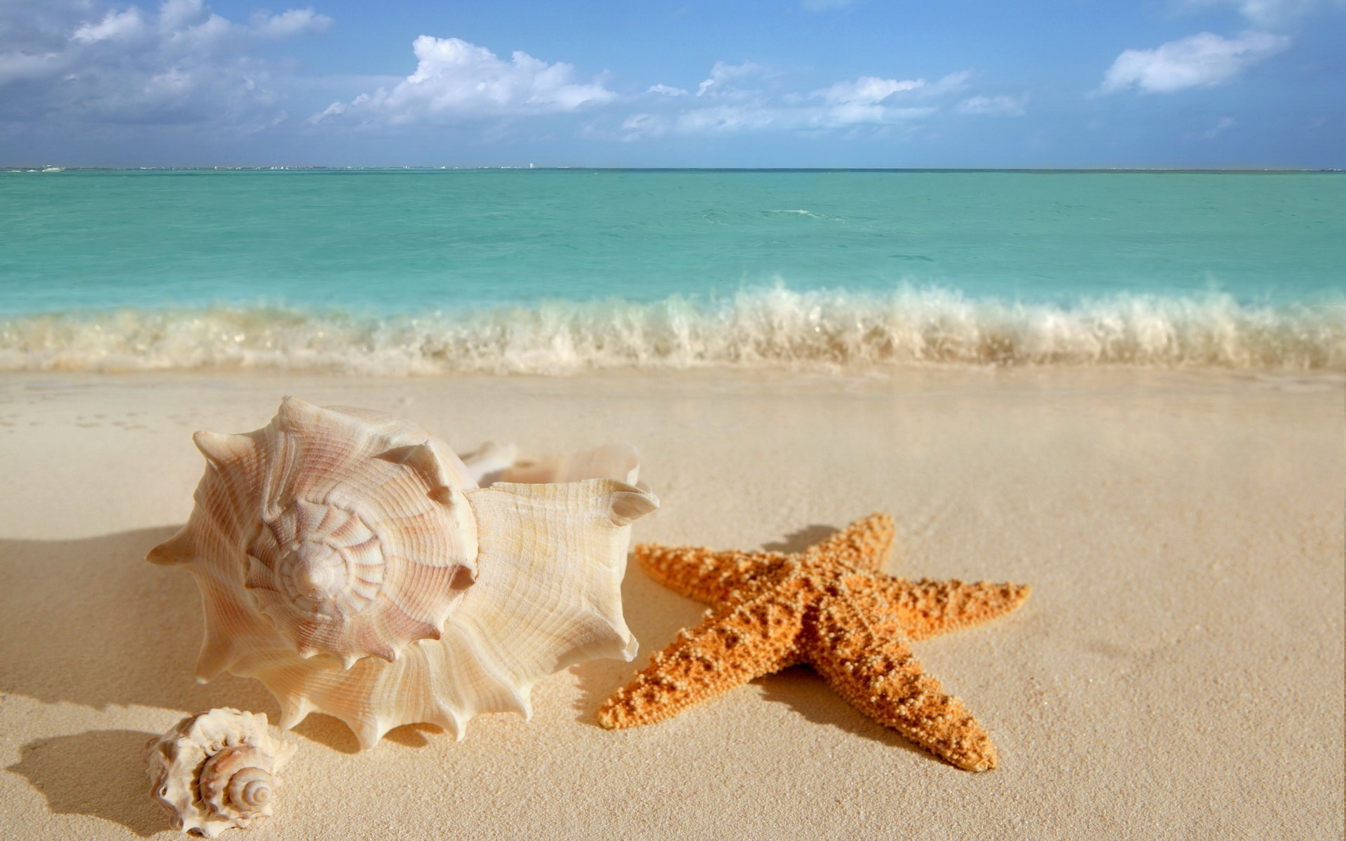 Në foto...magjia e bukurisë së yjeve të detit | Lajmet e faqes në internet