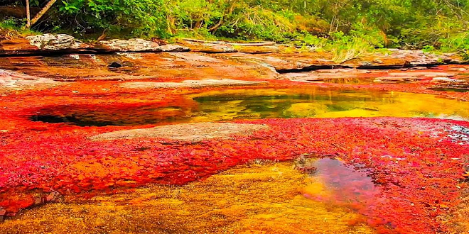 بالصور .. أجمل أنهارالعالم نهر كانو كريستال ذو الألوان الخمسة فى كولومبيا |  الموقع نيوز