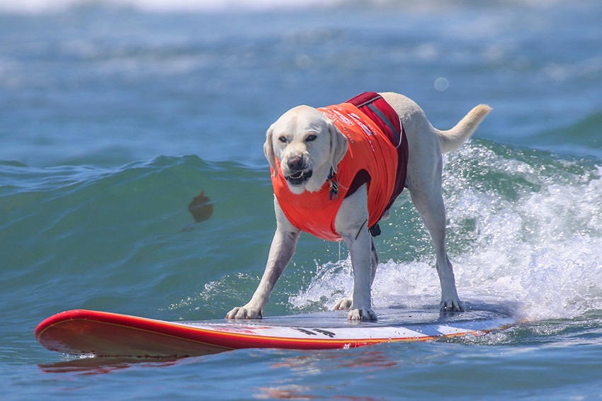 بـ مهرجان البرازيل.. كلاب تستعرض مهاراتها فى التزلج على الأمواج(بالصور)