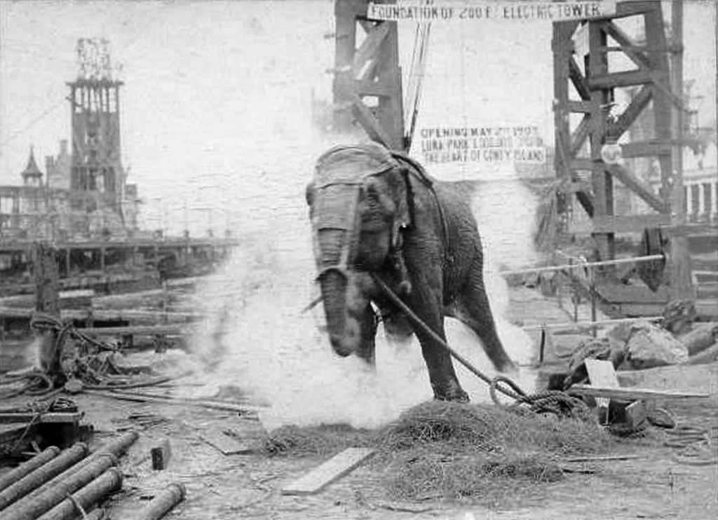 عملية اعدام الفيلة مارى
